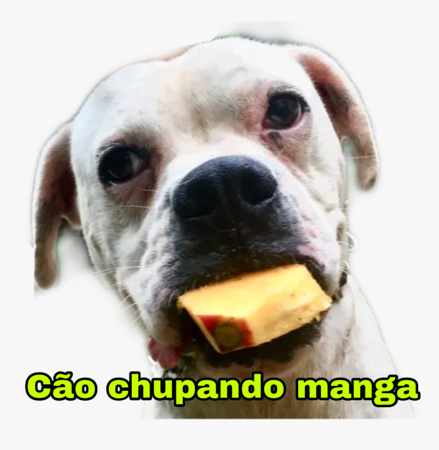 #cachorro #cao #boxer #filhote #caochupandomanga #puppy, HD Png Download