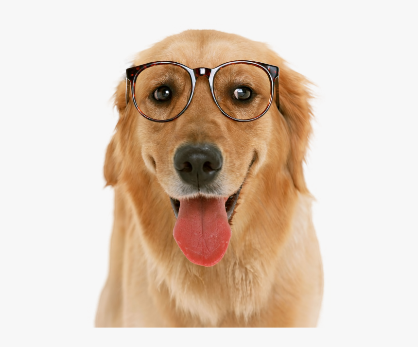 American Pit Bull Terrier Golden Retriever, HD Png Download
