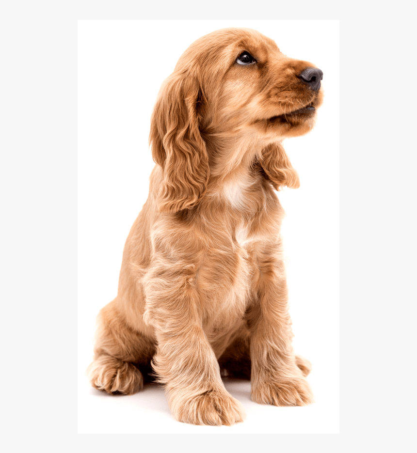 Артеро Машинка За Подстригване, HD Png Download