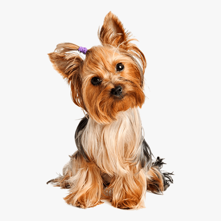 Ebook Yorkie - Yorkshire Terrier Png, Transparent Png