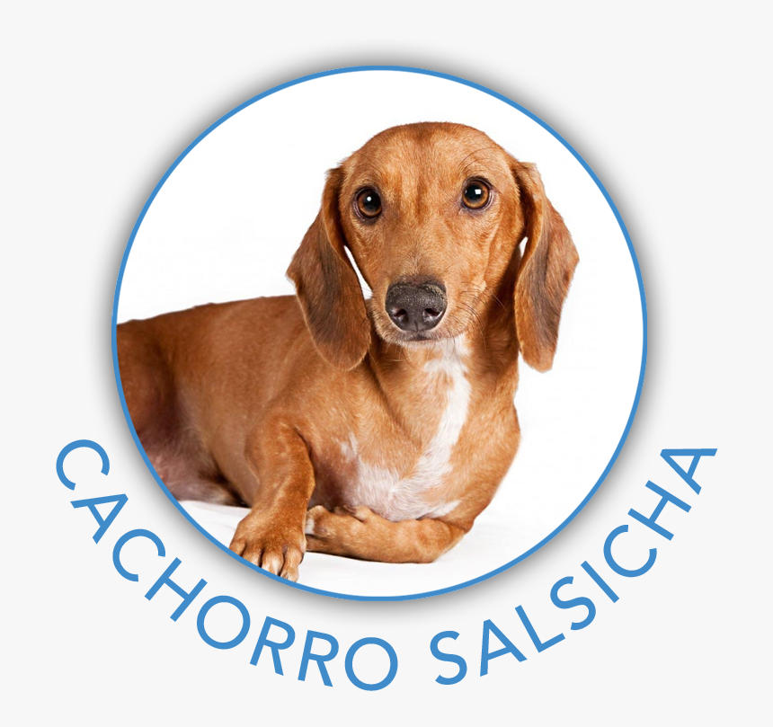 Clip Art Cachorro Rindo - Dachshund, HD Png Download