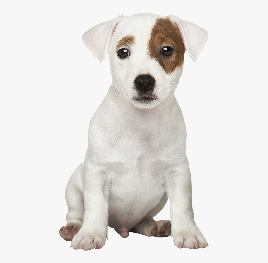 Cachorros De Razas Grandes, HD Png Download