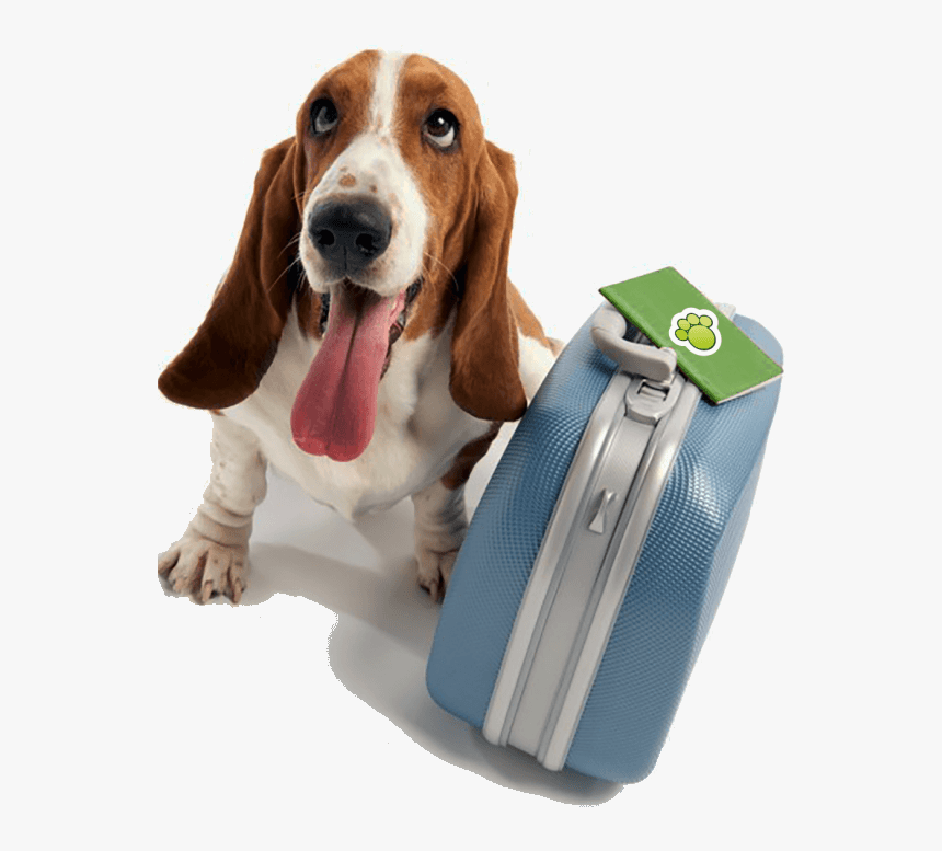 Imagem-768x1024 - Doggy Day School, HD Png Download