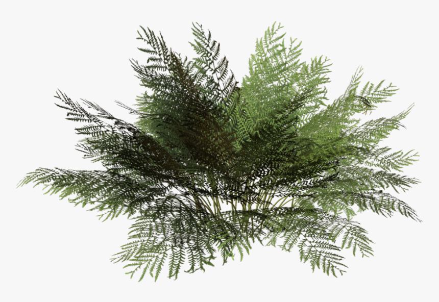 Transparent Mexican Flowers Png - Bushes Png, Png Download