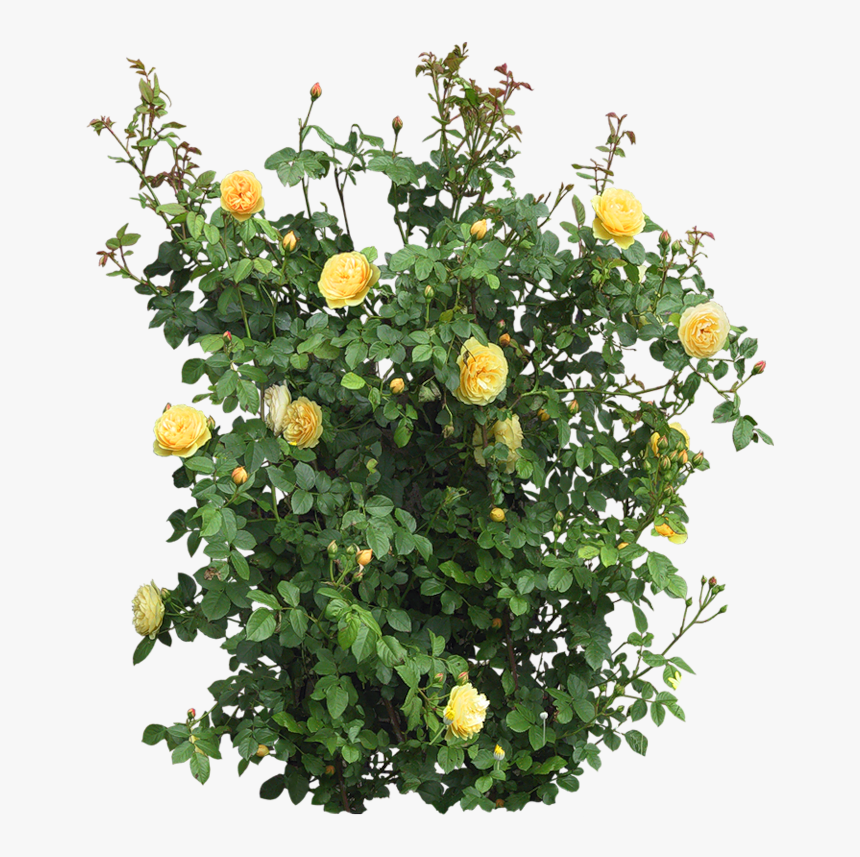 Arbustos Png Transparent Png Transparent Png Image Pngitem