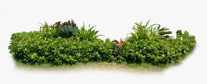 #arbustos - Plantas De Jardín Png, Transparent Png