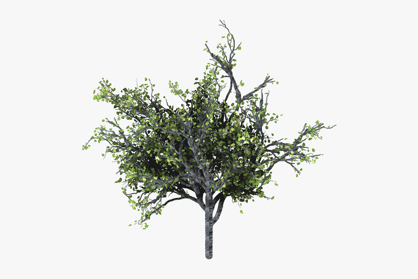 #arbusto #arbol #tree #green #verde #bushes #árboles - Twig, HD Png Download