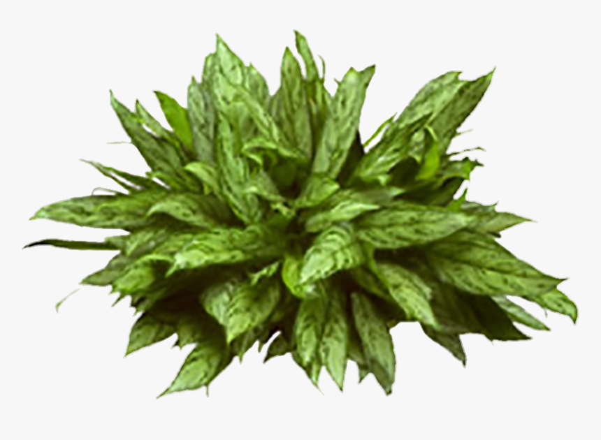 Aglaonema Silver Queen Png, Transparent Png