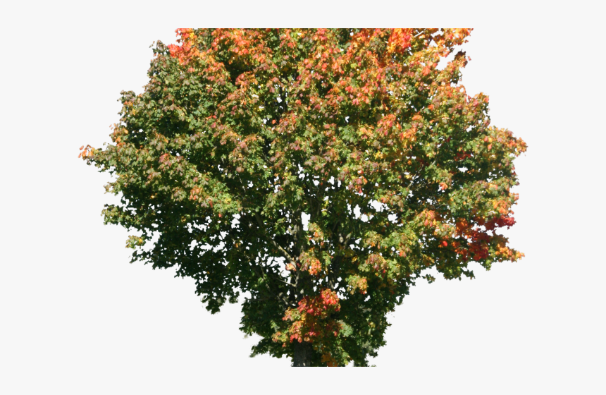 Tree Png Transparent Images - High Resolution Png Images Of Trees, Png Download