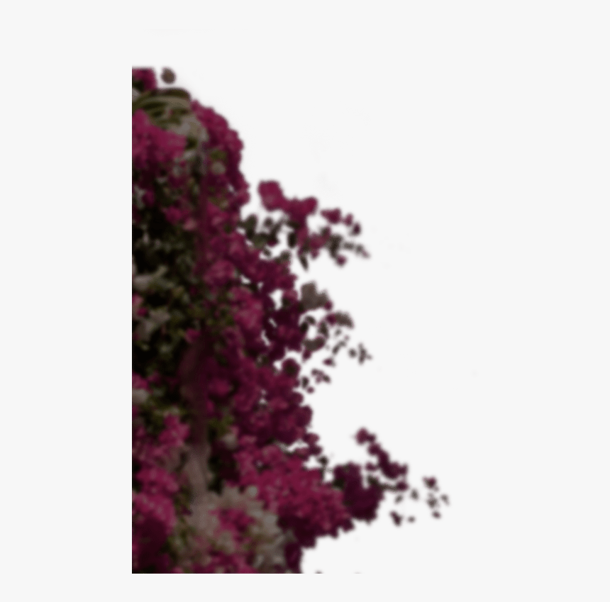 Hoteles Misión Arbusto - Buddleia, HD Png Download