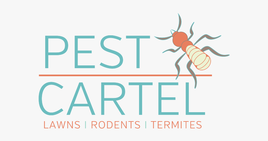 Insect, HD Png Download