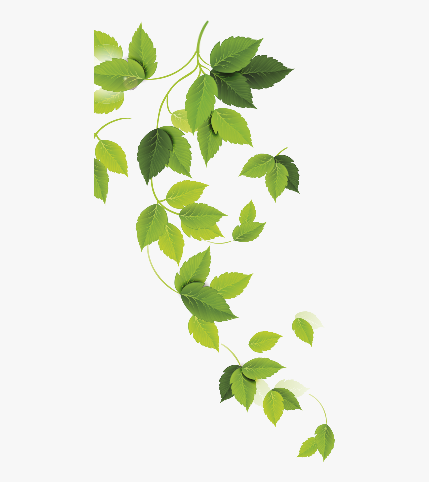 Ulmus Alata, HD Png Download