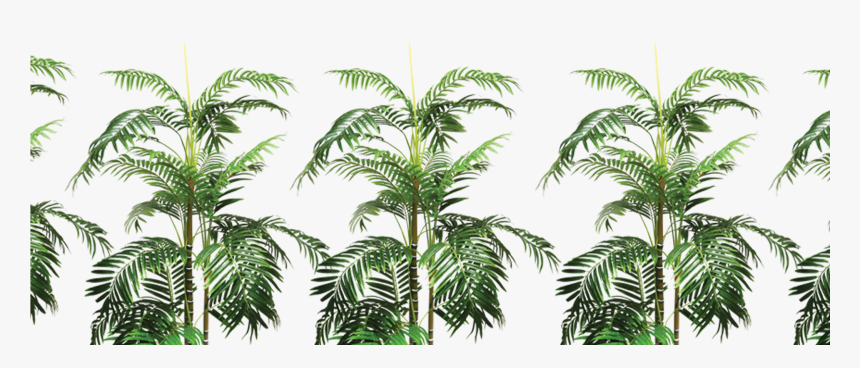 Attalea Speciosa , Png Download - Attalea Speciosa, Transparent Png