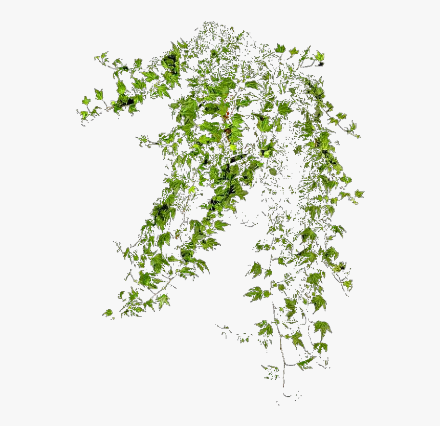 Plantas Png , Png Download - Plantas Png, Transparent Png