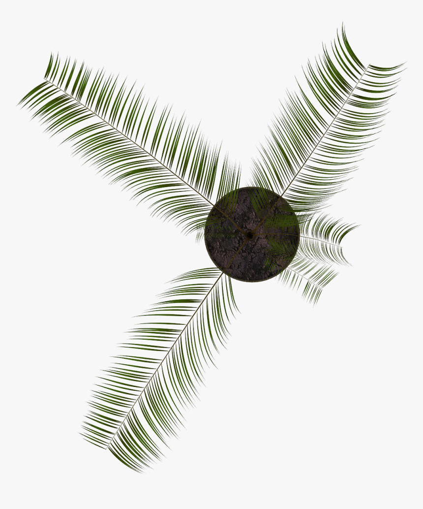 Planta04 - Roystonea, HD Png Download