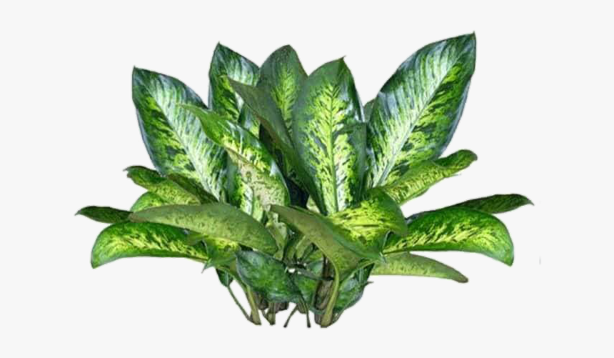 Ground Plants Png, Transparent Png