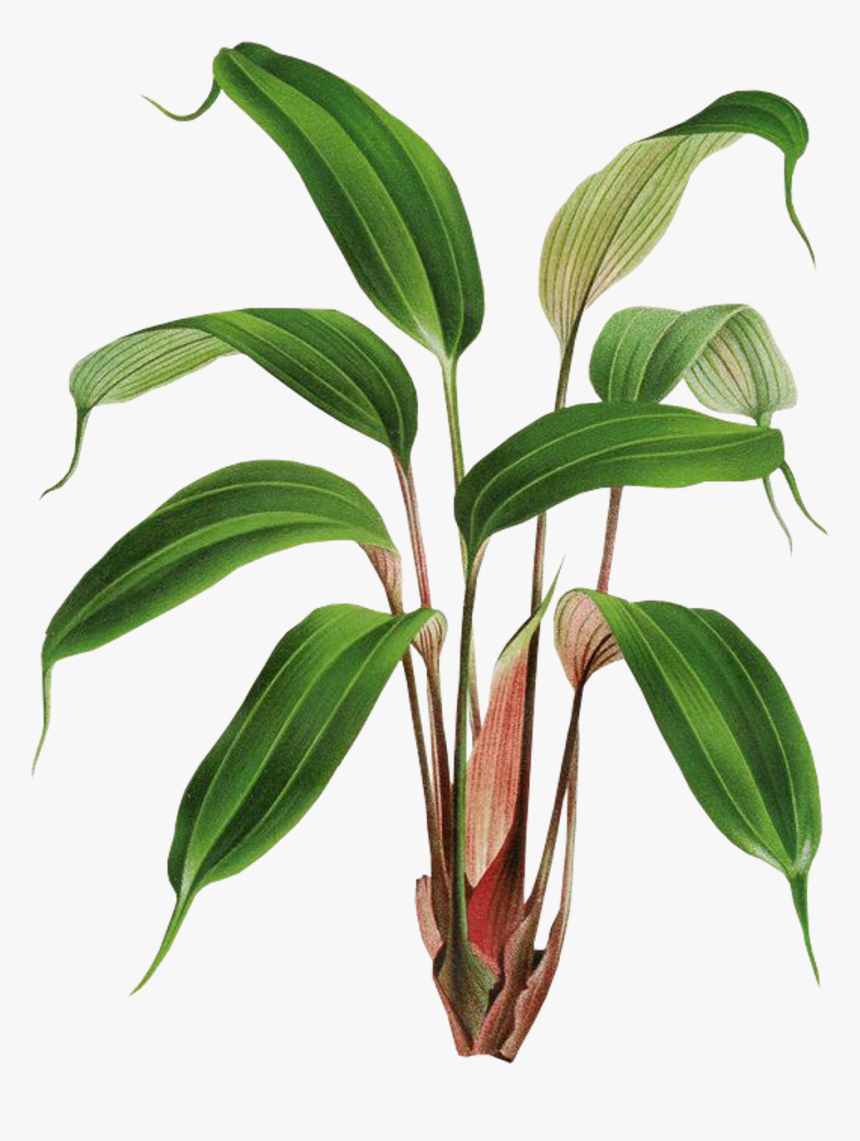 Botany , Png Download - Mapania Cuspidata, Transparent Png