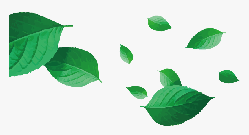 Vector Tea Png Download - Tea Leaf Vector Png, Transparent Png