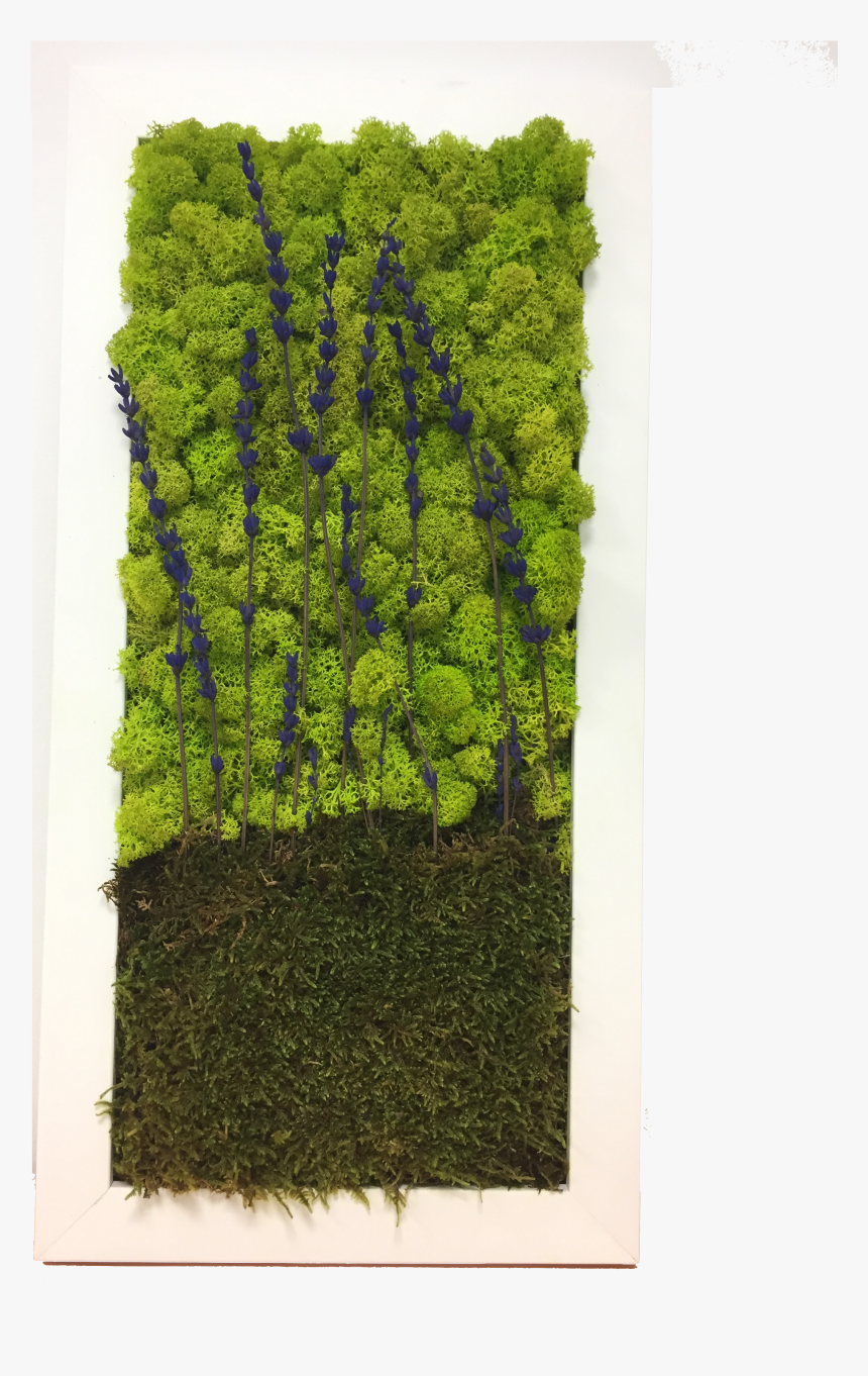 Lavandas Preservadas - Hedge, HD Png Download