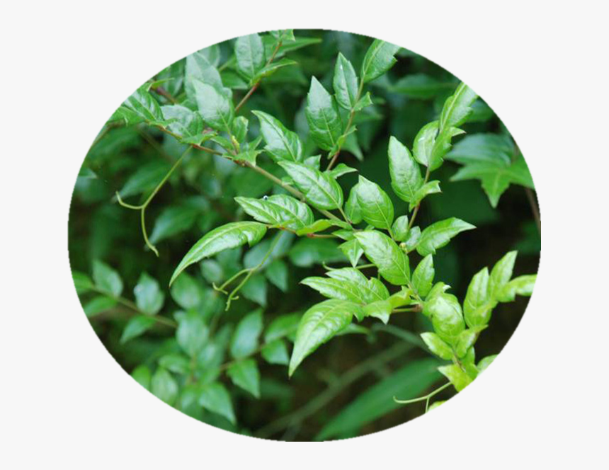 Pharmaceutical Vine Tea Leaf Extract Dihydromyricetin - Ampelopsis Grossedentata, HD Png Download