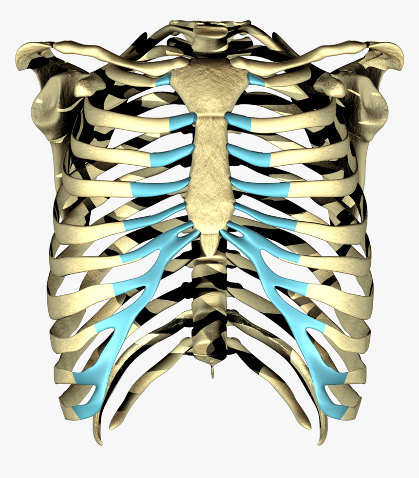 Rib, HD Png Download