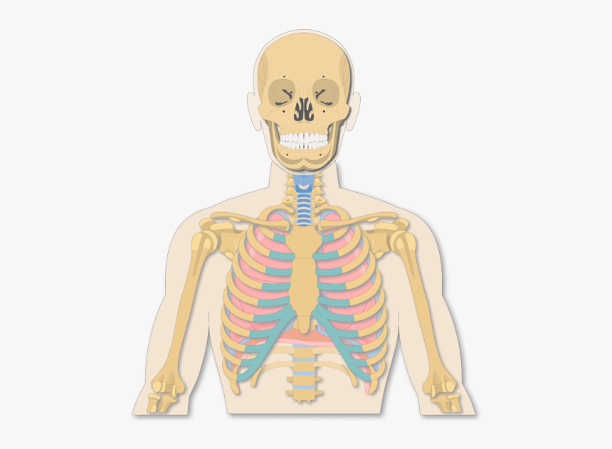 A View Of The Rib Cage - Illustration, HD Png Download