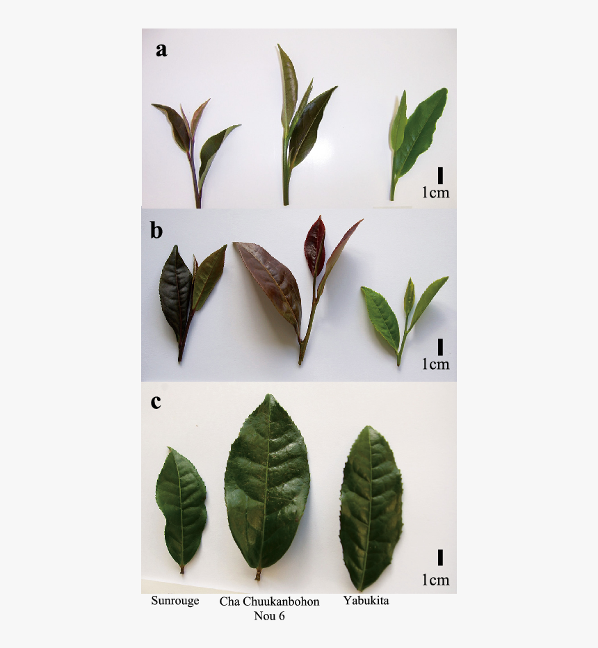 Mature Of Tea Leaf, HD Png Download