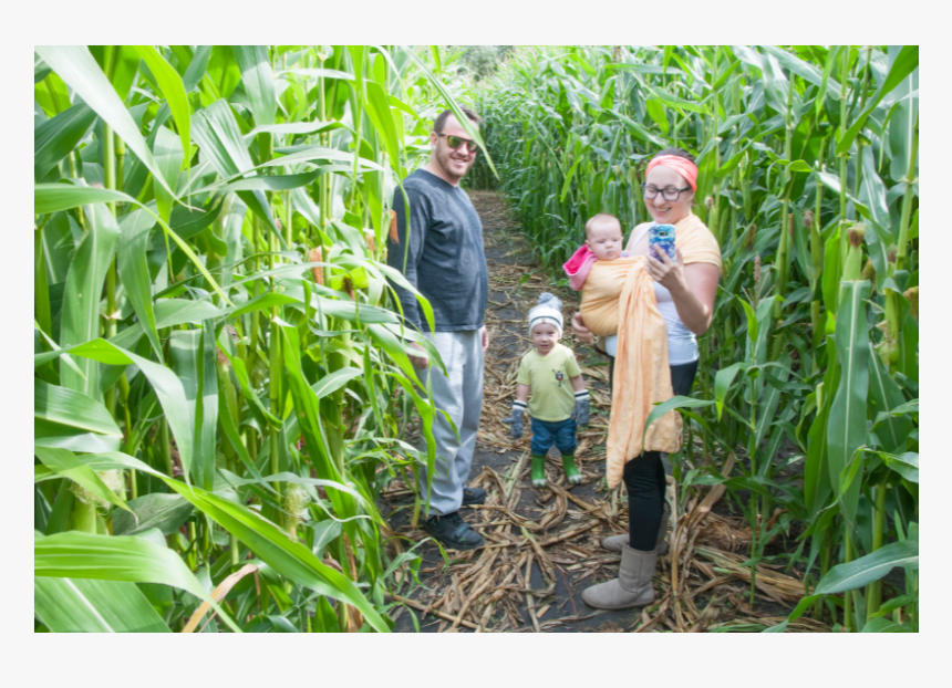 Img - Cash Crop, HD Png Download
