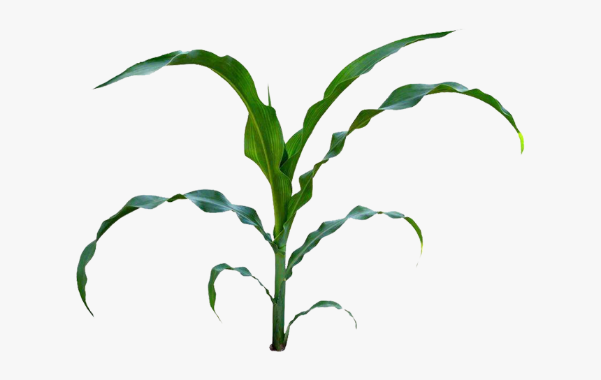 Field Clipart Cornfield - Field Corn Plant Illustration, HD Png Download