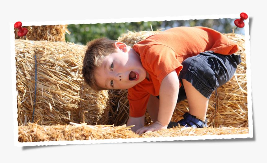 Hay, HD Png Download