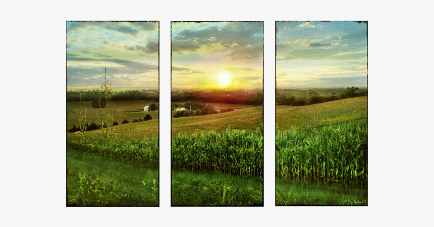 Corn Field Png, Transparent Png