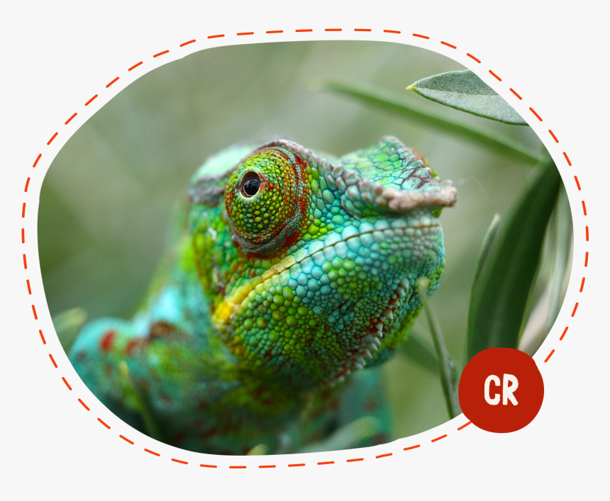 Green Chameleon, HD Png Download