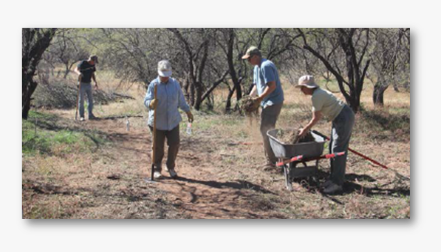 Tree, HD Png Download