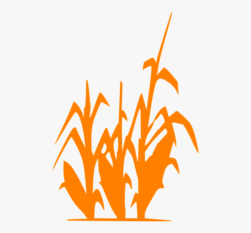 Sugarcane, Crop, Agriculture, Cane, Plant, Farming - Corn Stalks Clipart Black And White, HD Png Download