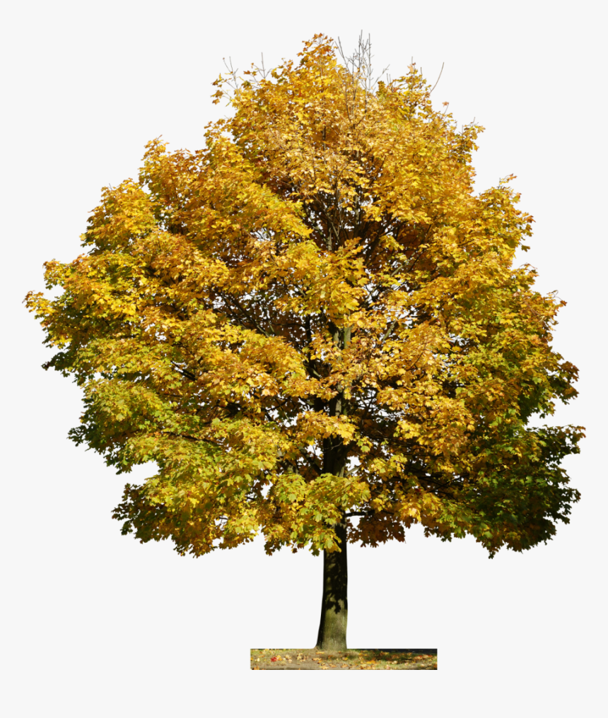 Arvore Tree People, Planting Flowers, Flora, Photoshop, - Trees Free Texture, HD Png Download