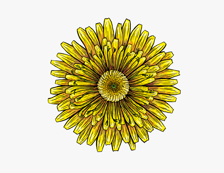 Transparent Dandelions Png - African Daisy, Png Download