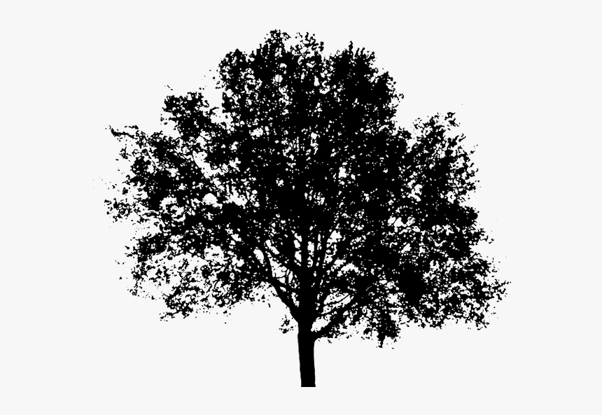 Arvore Preta Png - Tree Silhouette Transparent Background, Png Download