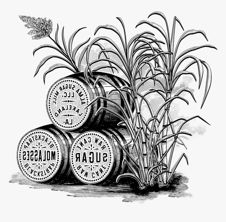 Sugarcane Stalks - Clip Art, HD Png Download