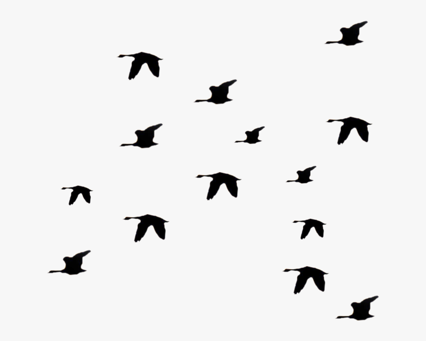 Birds Flying Away Png, Transparent Png
