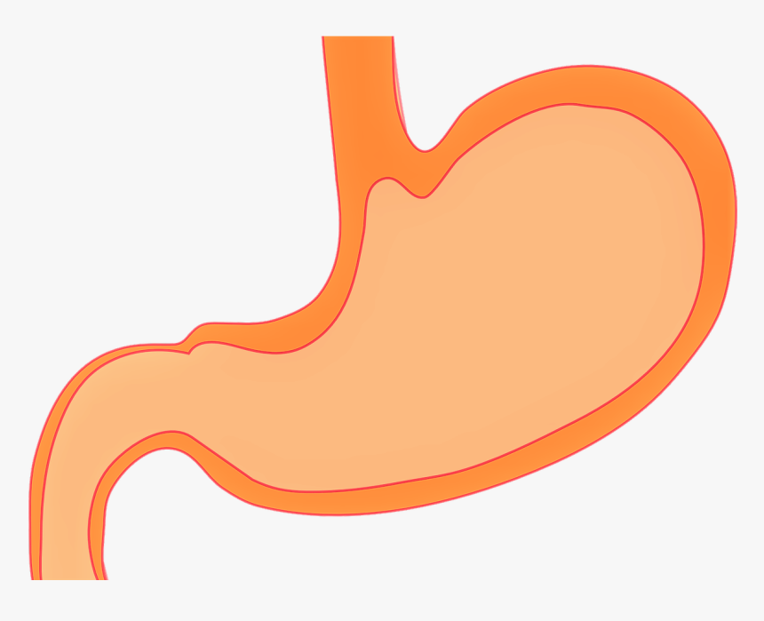 Secreción De Jugos Digestivos , Png Download - Jugo Gastrico, Transparent Png