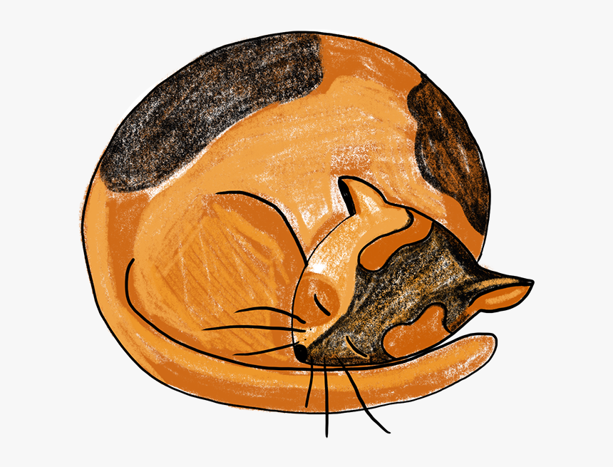 Sleeping Cat Procreate Sleeping Cat Creative Market - Illustration, HD Png Download