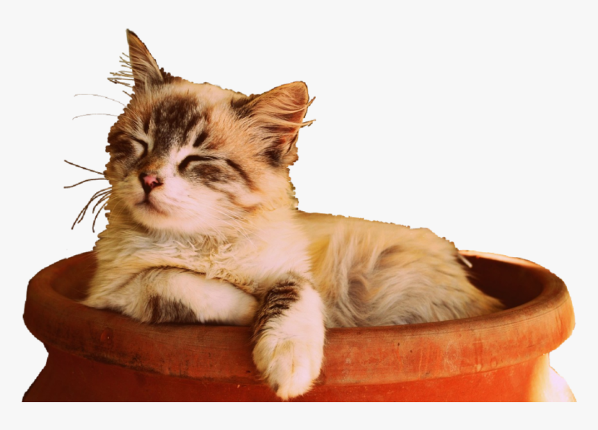 #cat #sun #sleep #cute #kitten #sleepingcat - Cat Sleep Pictures Png, Transparent Png
