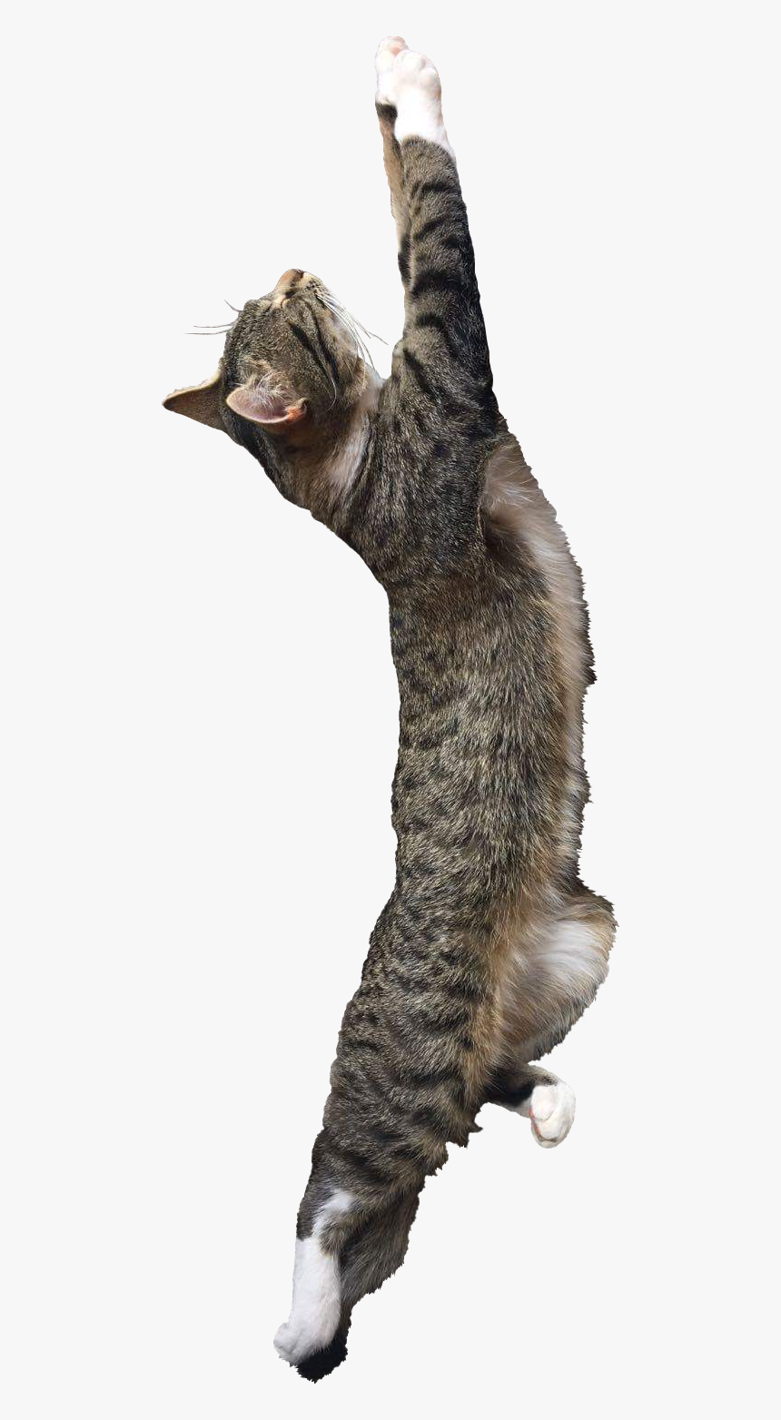 Cat Yawns, HD Png Download