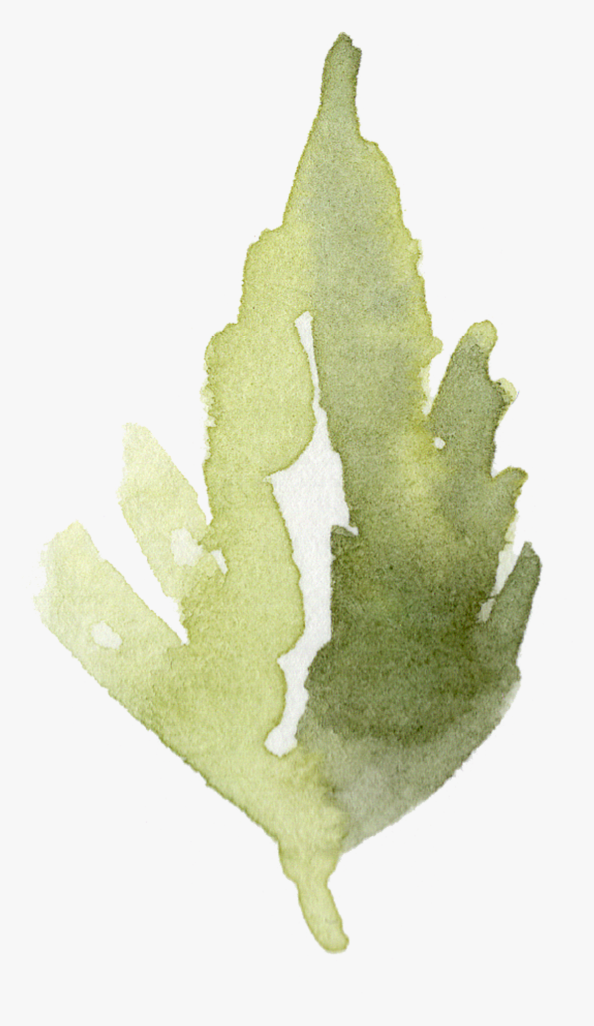 Holly Leaf Png, Transparent Png