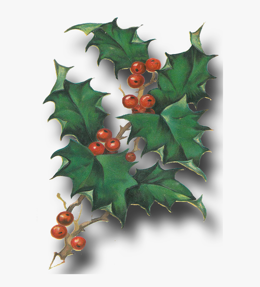 Free Vintage Christmas Postcards - Hollyleaf Cherry, HD Png Download