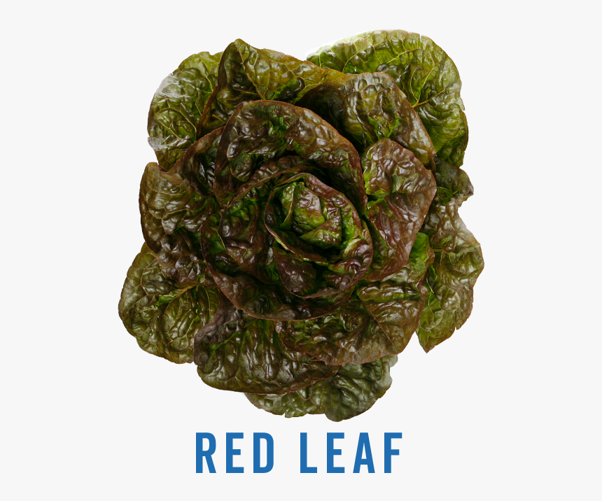 Leaf Texture Png, Transparent Png