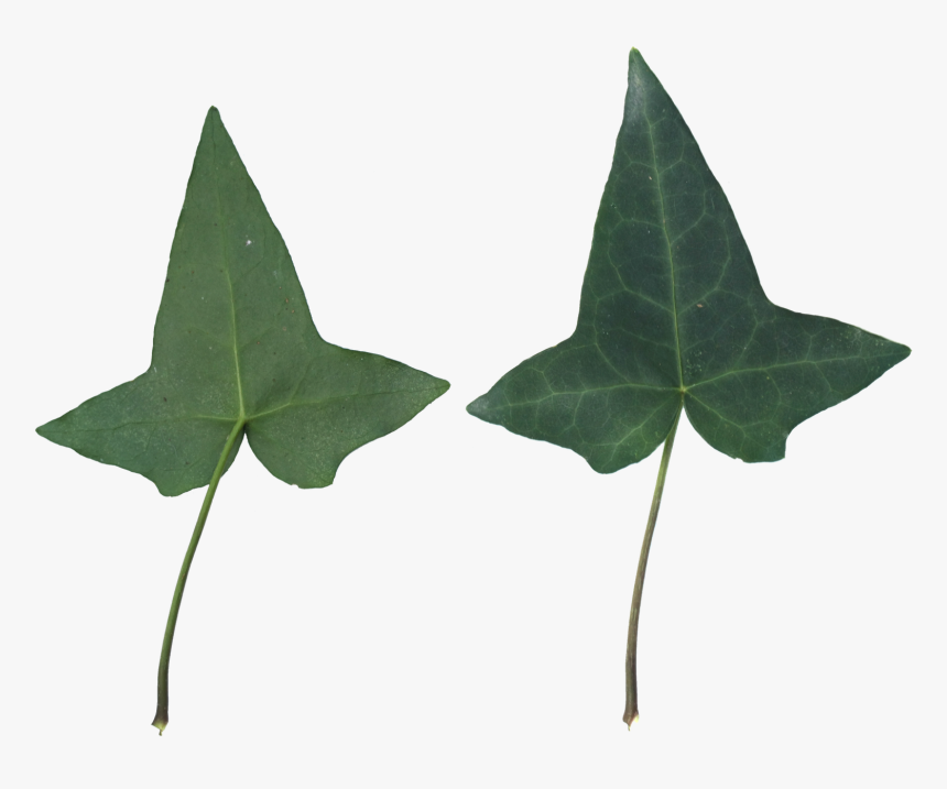 Houseplant, HD Png Download