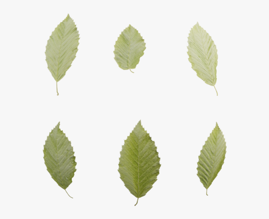 Sweet Birch, HD Png Download