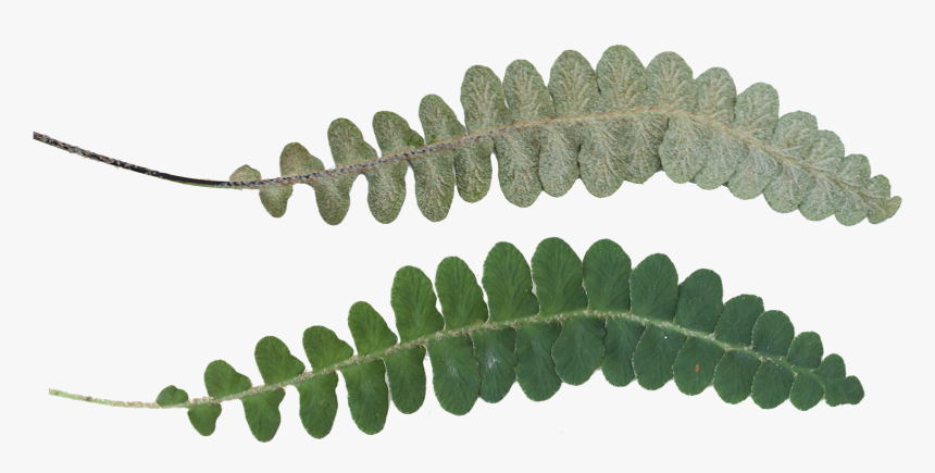 Portable Network Graphics , Png Download - Fern, Transparent Png