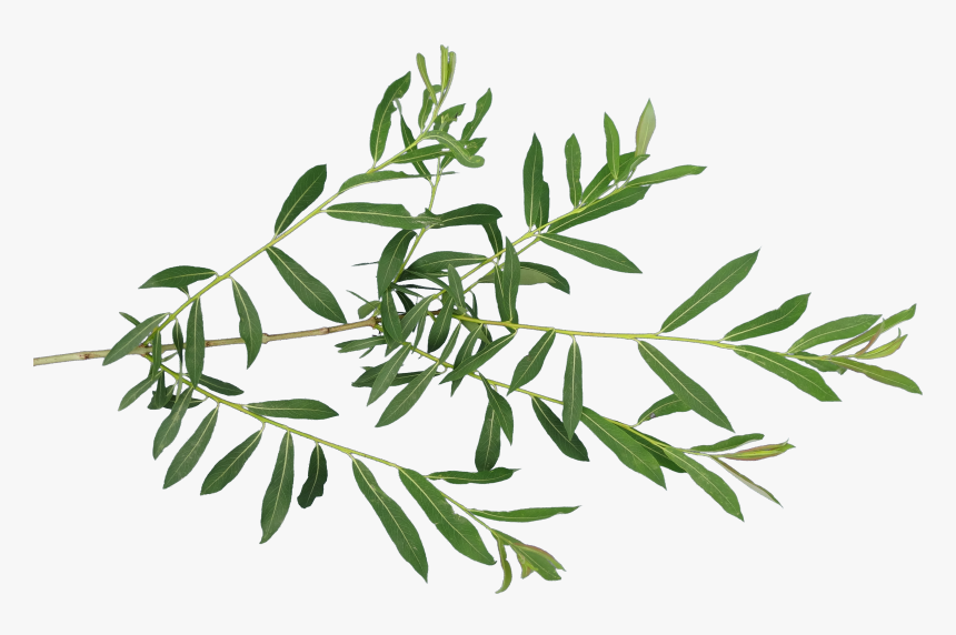 Transparent Fern Leaf Png - Leaves Texture Transparent, Png Download